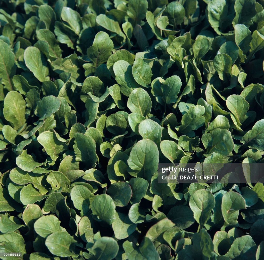 Salad rocket, Roquette or Rucola, Brassicaceae