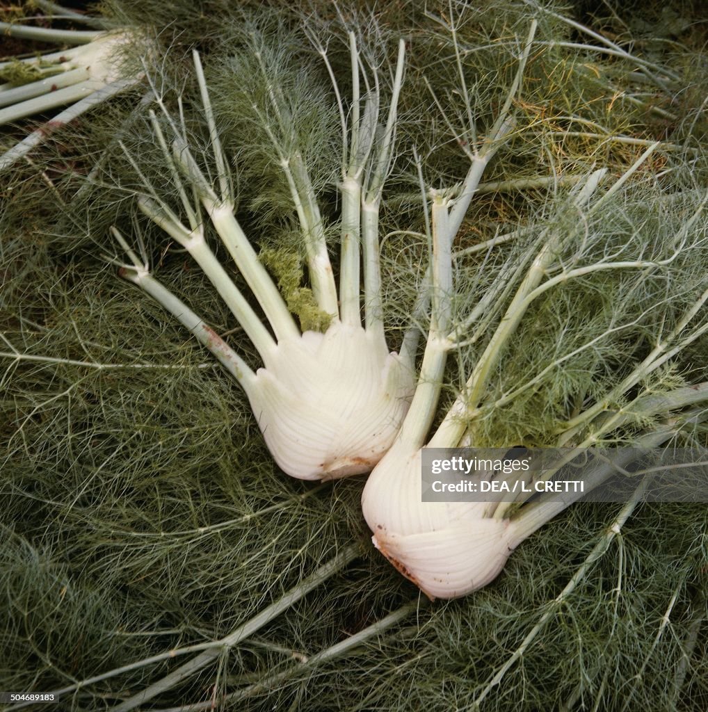 Fennels, Apiaceae