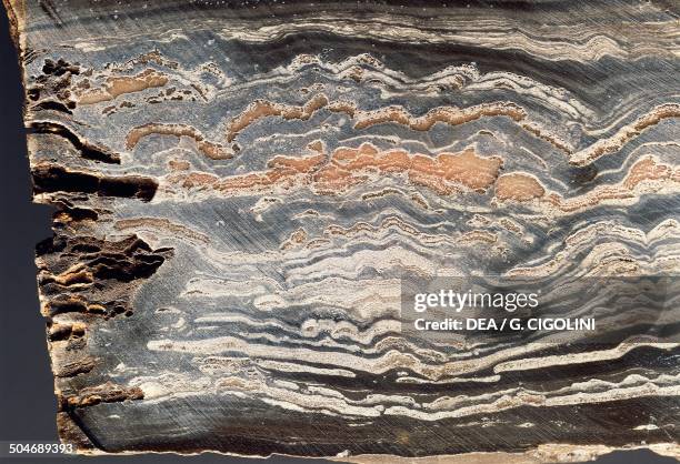 Ozarkcollenia laminata stromatolite, Precambrian.