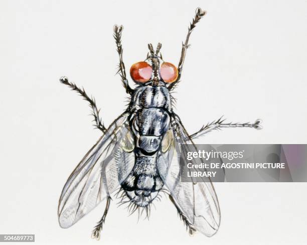 Camouflaged flesh Fly , Sarcophagidae, drawing.