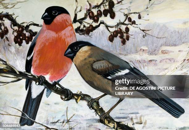 Bullfinch pair , Fringillidae, drawing.