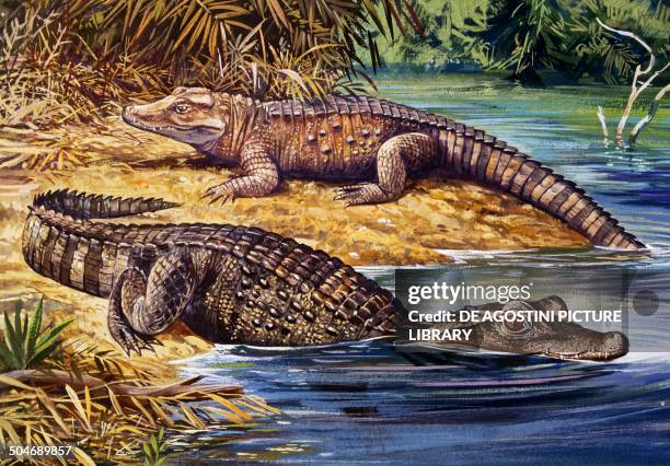 Dwarf Crocodile or Bony Crocodile , Crocodylidae, drawing.