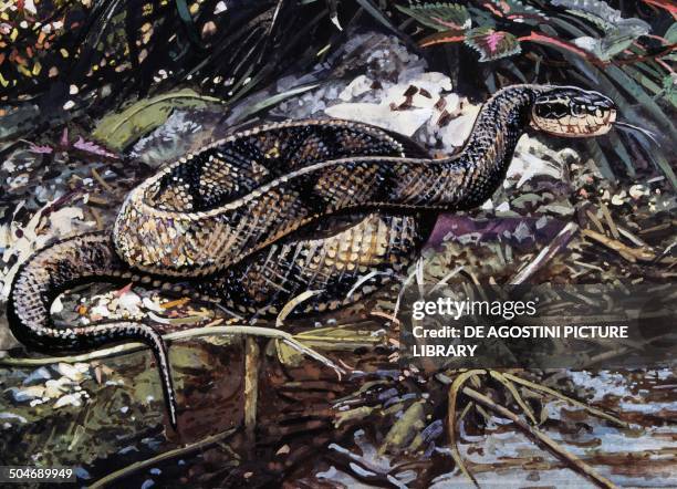 Water Moccasin or Cottonmouth , Viperidae, drawing.