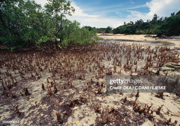 Rainforest, Nosy Komba Island, Madagascar.