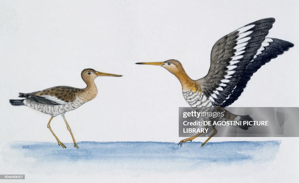 Pair of Black-tailed Godwits...