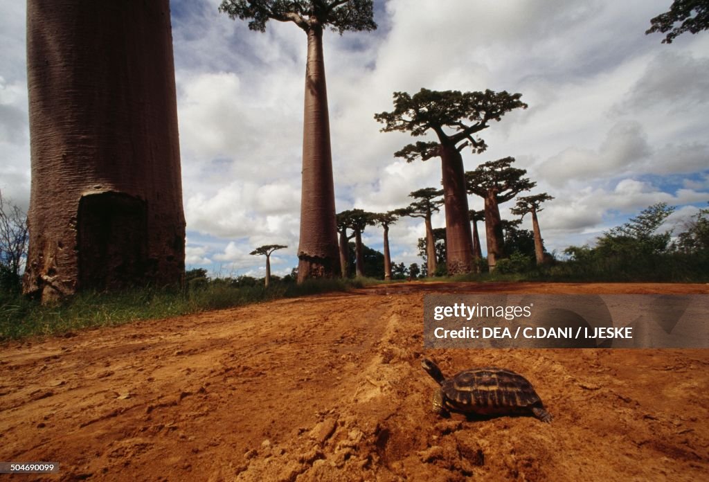 The Avenue of the Baobabs...