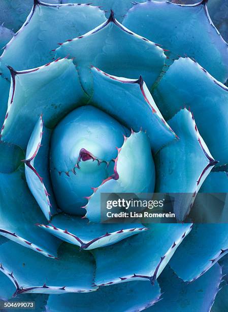 succulent-agave parryi - succulent stock-fotos und bilder