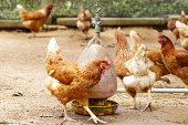 Happy hens in cage free