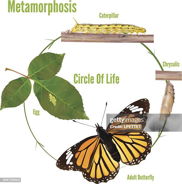 stockillustraties, clipart, cartoons en iconen met life cycle of butterflies - vector illustration - butterfly cycle