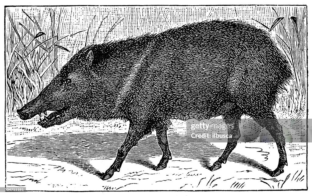 Antique illustration of white-lipped peccary (Tayassu pecari)