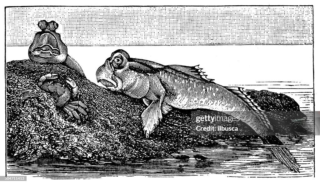 Antique illustration of Periophthalmus barbarus (Atlantic mudskipper)