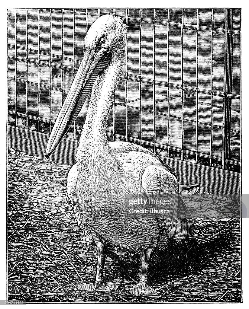 Antique illustration of great white pelican (Pelecanus onocrotalus)