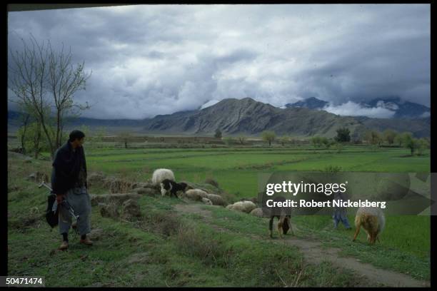 Rifle-toting, ethnic Pathan mujahedin-type looking out onto verdant expanse, w. Shepherd & his grazing flock, in Salafiya rebel-held Kunar province.