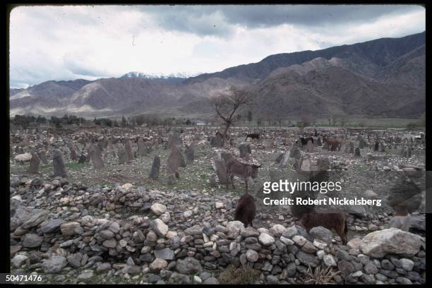 Donkeys wandering amid piled stones & jutting tombstone-like rocks, prob. Civil war burial ground, in Salafiya mujahedin-controlled Kunar province.