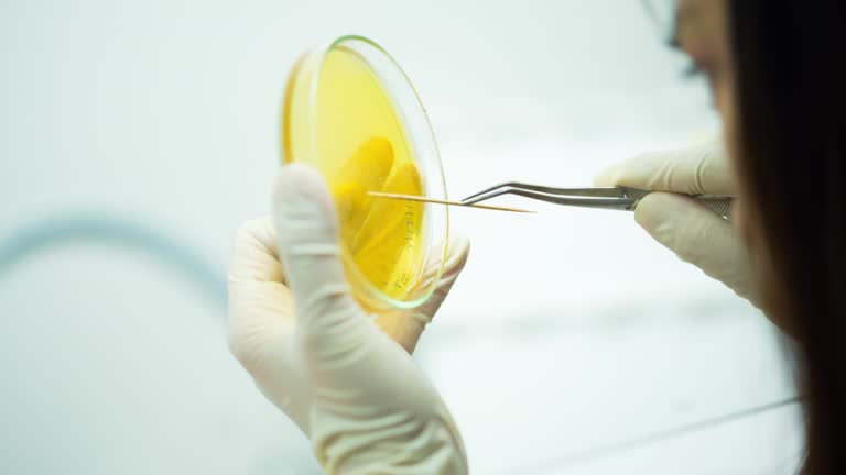 Lab Picker Colony Picker Videos and HD Footage - Getty Images