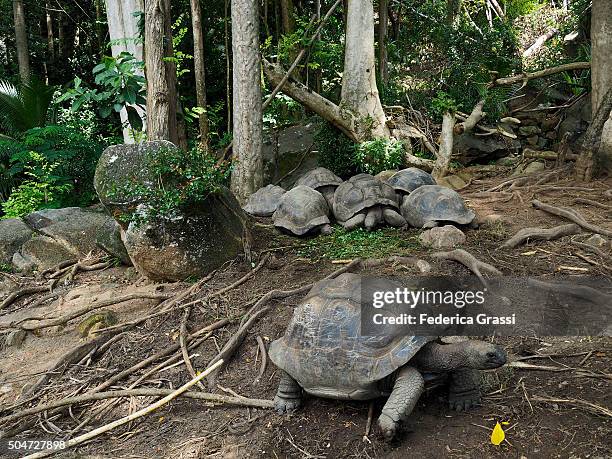 giant tortoises of the seychelles, indian ocean - セイシェルリクガメ ストックフォトと画像