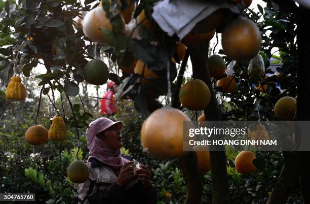 This picture taken on January 11, 2016 shows a gardener inspecting grape fruit trees with grafted Buddha-hand fruits on sale for the upcoming Tet...