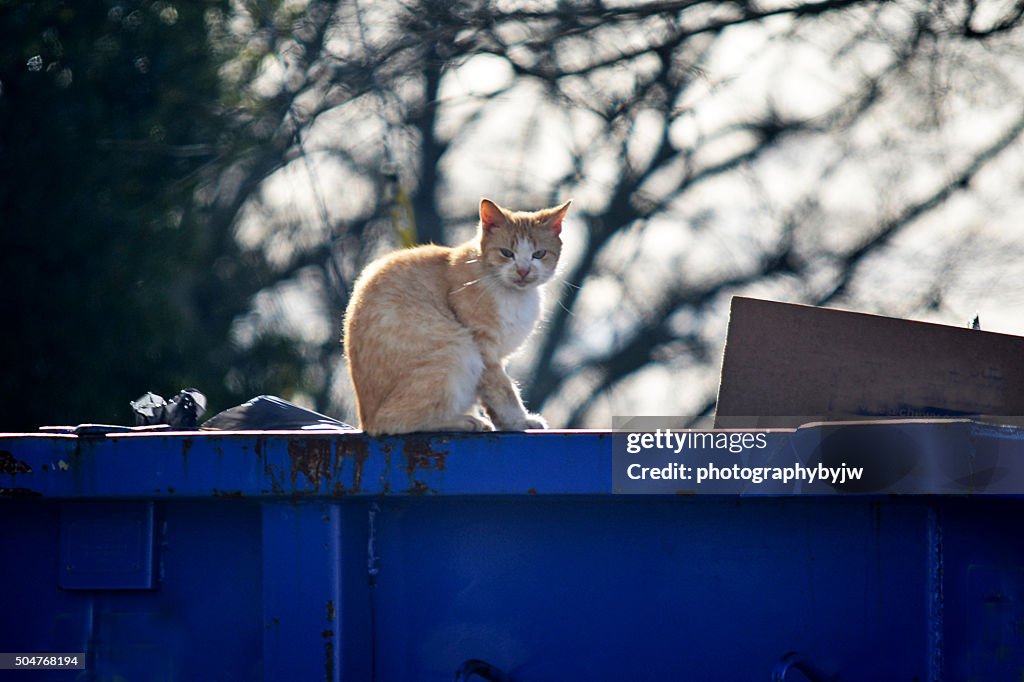 Dumpster Diver Cat