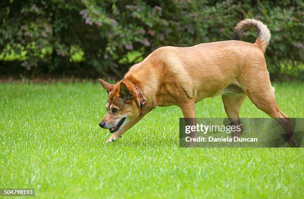 sniffing - basenji stock pictures, royalty-free photos & images