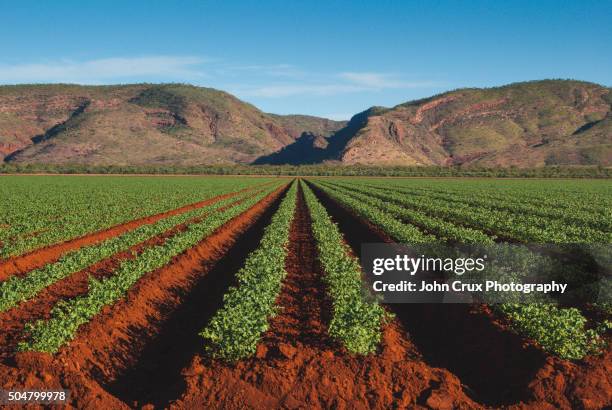 kununurra field - australia farm foto e immagini stock