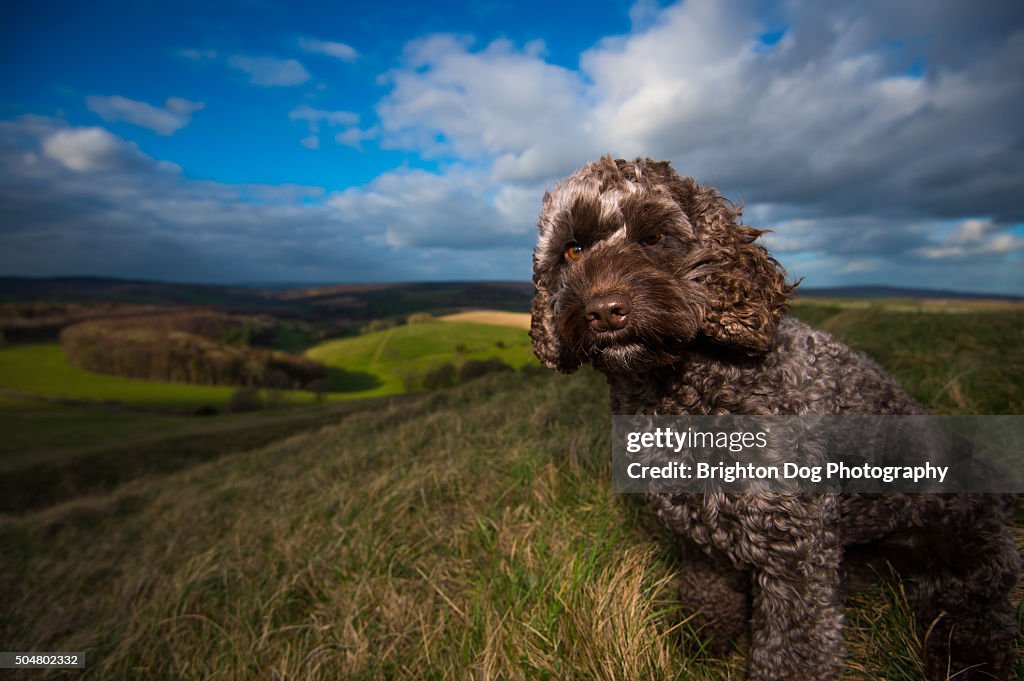 A portrait of a brown Cockapoo dog in the countryside