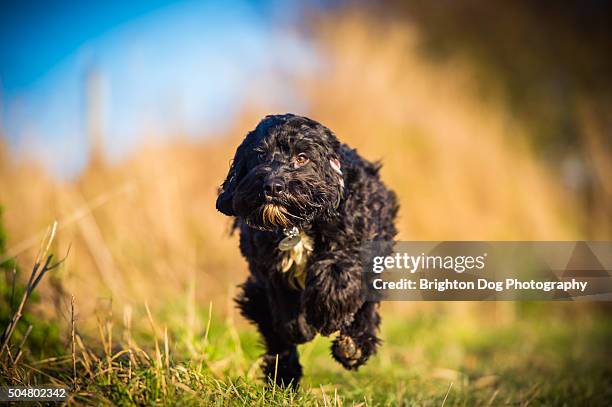 Cockapoo Runt Black Cockapoo Photos and Premium High Res Pictures - Getty Images