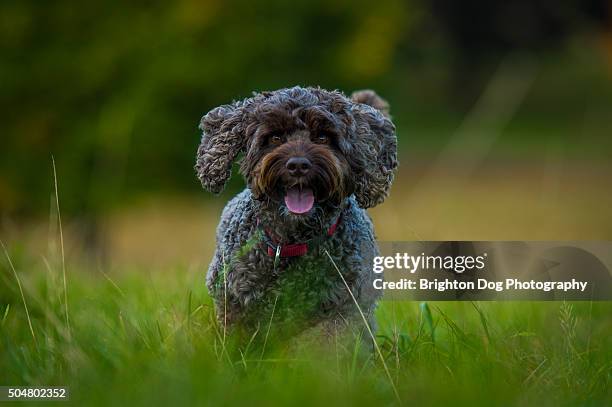 a brown cockapoo dog running towards the camera - cockapoo stock pictures, royalty-free photos & images