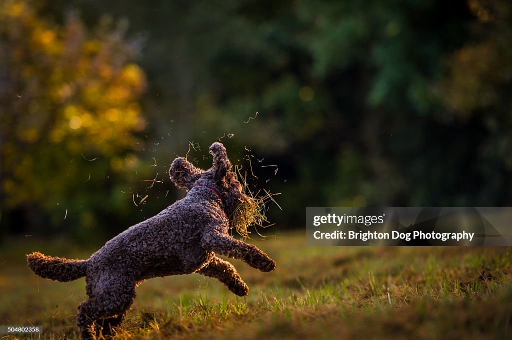 A Cockapoo dog playing with some grass