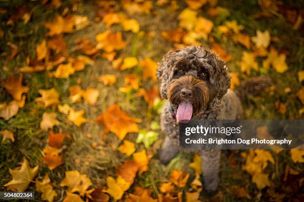 1,504 Cockapoo Dog Stock Photos, High-Res Pictures, and Images - Getty ...