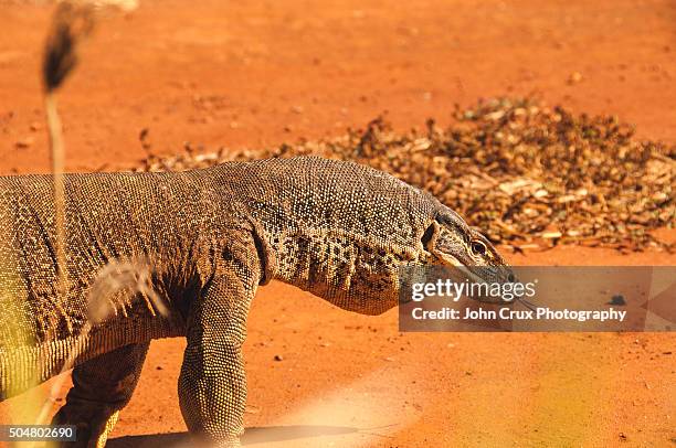 kimberley goanna - monitor lizard kimberley stock pictures, royalty-free photos & images