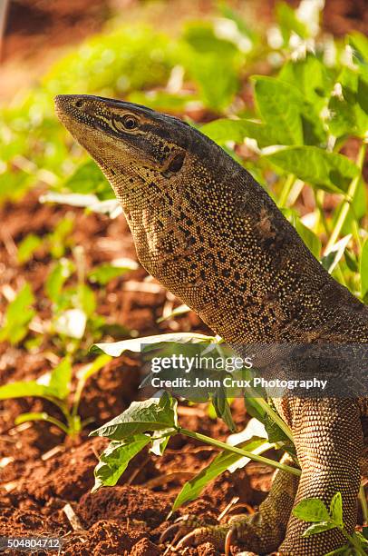 kununurra goanna - monitor lizard kimberley stock pictures, royalty-free photos & images