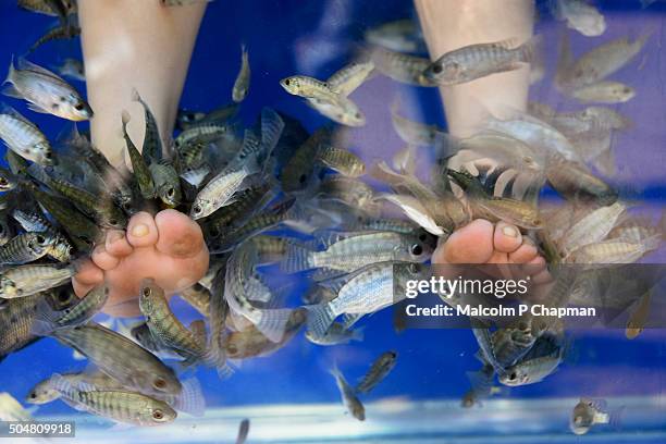 fish spa - fish massage and foot cleaning - garra rufa fish stock pictures, royalty-free photos & images
