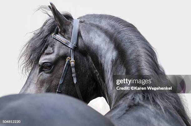 arches - friesian horse stock pictures, royalty-free photos & images