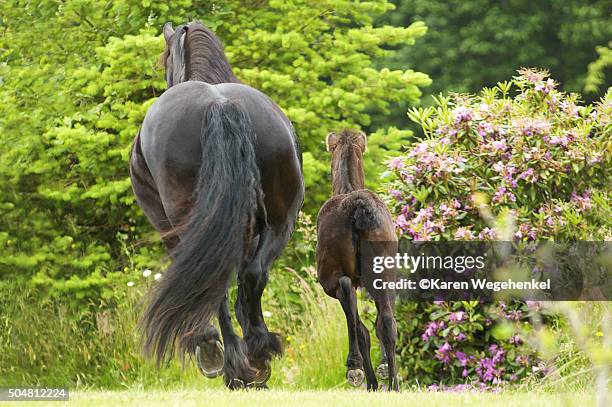leaving so soon? - friesian horse stock pictures, royalty-free photos & images