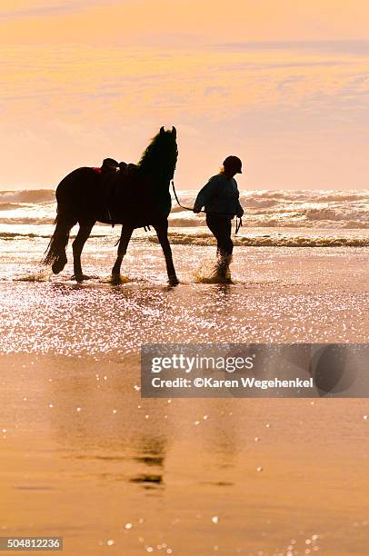 sunset on the beach - friesian horse stock pictures, royalty-free photos & images