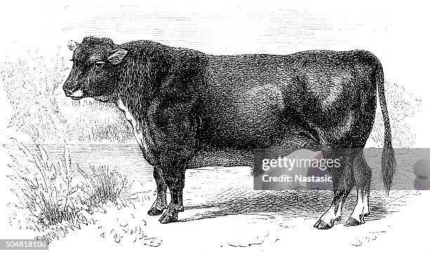 schottische hornless bull - angus cattle stock-grafiken, -clipart, -cartoons und -symbole