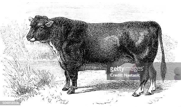 bildbanksillustrationer, clip art samt tecknat material och ikoner med scottish hornless bull - scotland