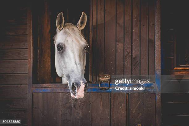 horse in stable - white horse stock pictures, royalty-free photos & images