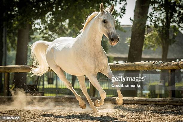 15,140 White Horse Photos and Premium High Res Pictures - Getty Images