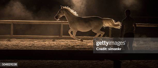 horse running - white horse fence stock pictures, royalty-free photos & images