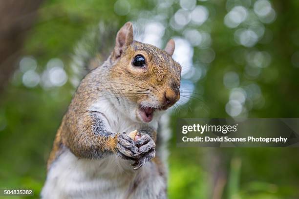 grey squirrel in botanic gardens, dublin, ireland - リス ストックフォトと画像