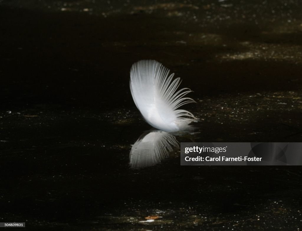 Refelction of feather