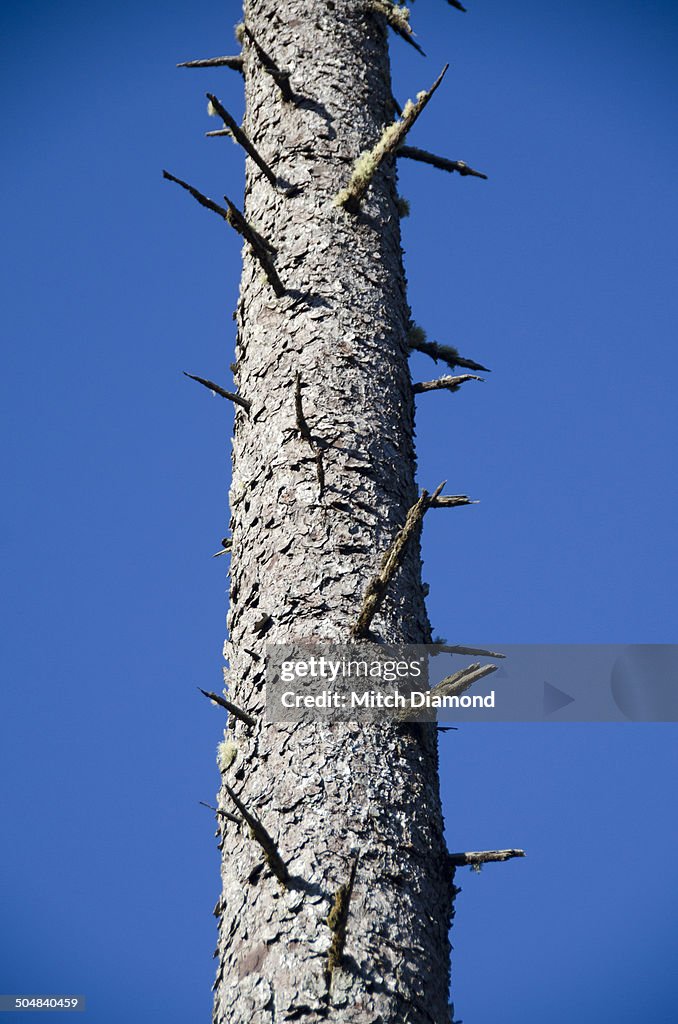 Bare trees