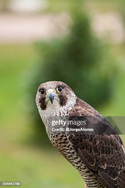 falcon - ala de animal stock pictures, royalty-free photos & images