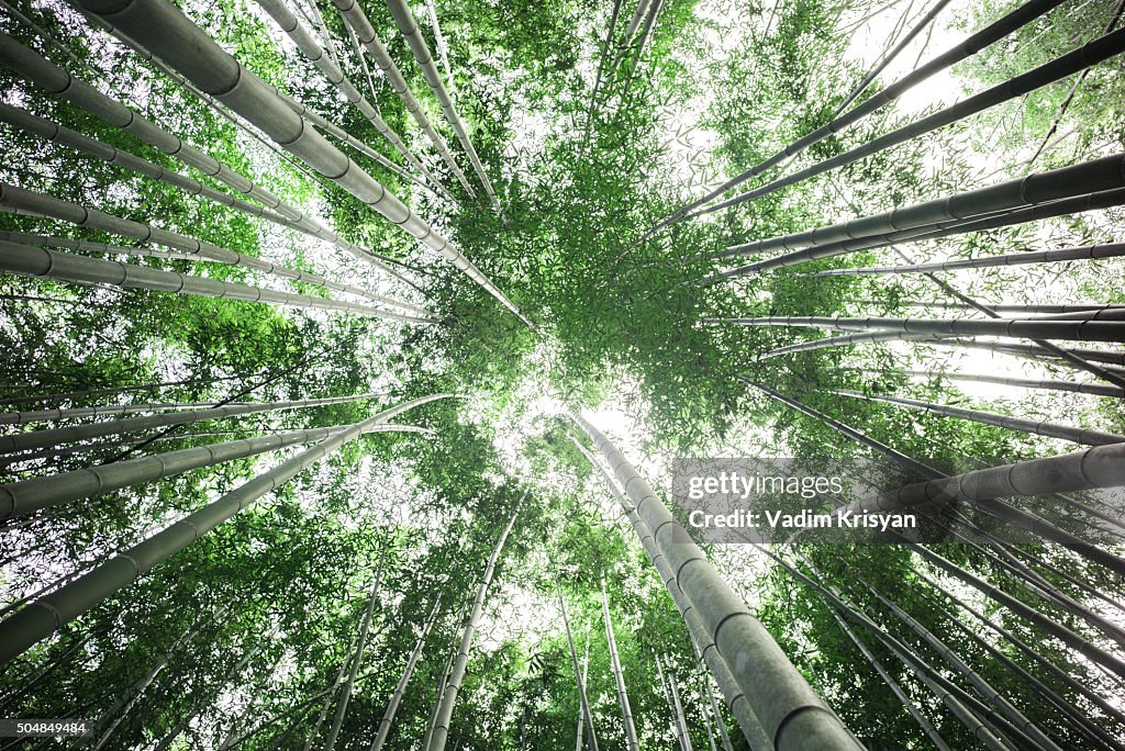Bamboo Forest, Arashiyama, Kyoto,Japan
