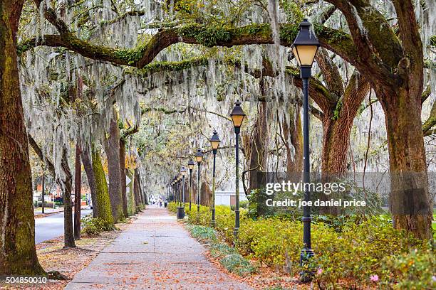 spanish moss, street, savannah, georgia, america - georgia verenigde staten stockfoto's en -beelden