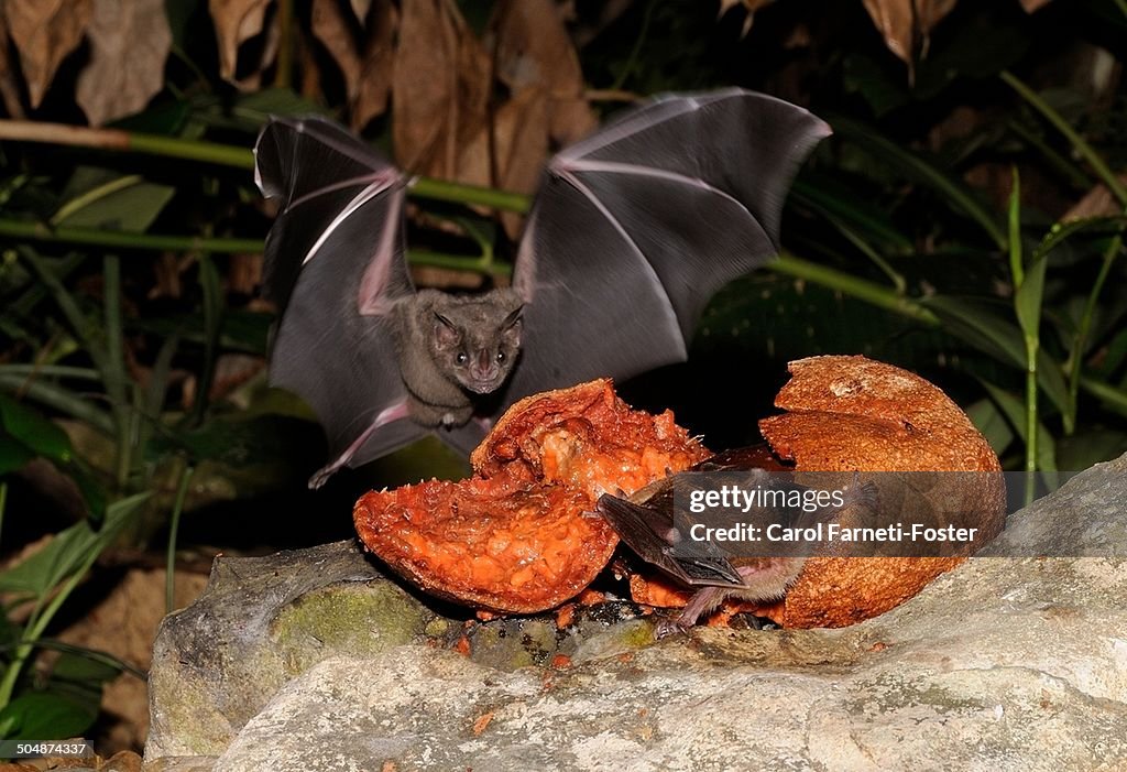 Artibus Fruit Bats