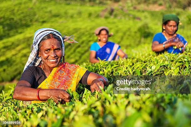 tamil pickers collecting tea leaves on plantation, southern india - india tea plantation stockfoto's en -beelden