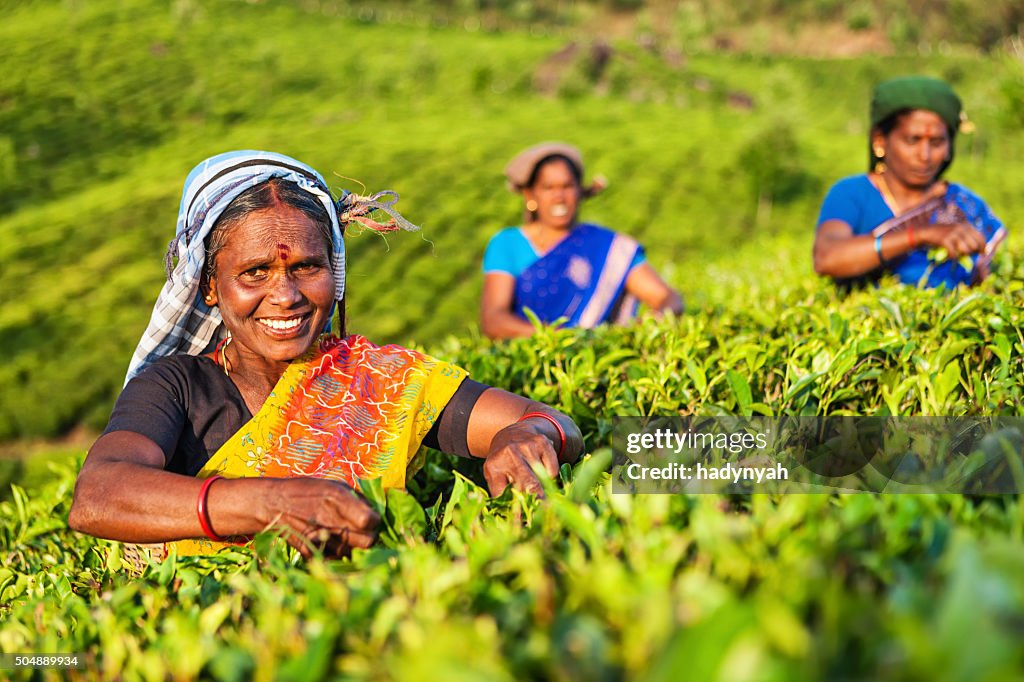 Tamil pickers collecting tea leaves on plantation, Southern India