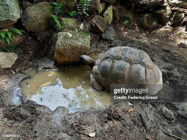 seychelles giant tortoise (aldabrachelys gigantea) - セイシェルリクガメ ストックフォトと画像